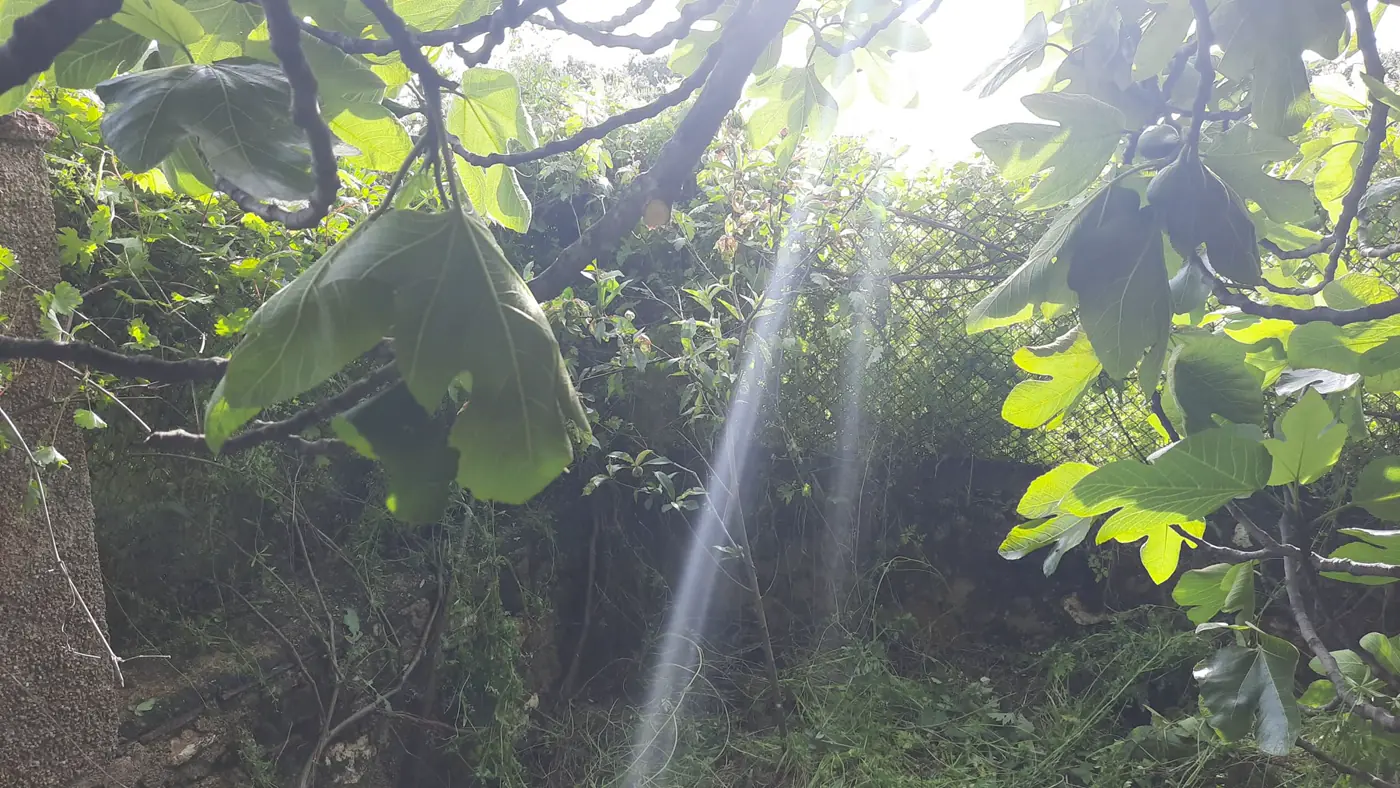 Rayos de luz atravesando las ramas de la higuera.