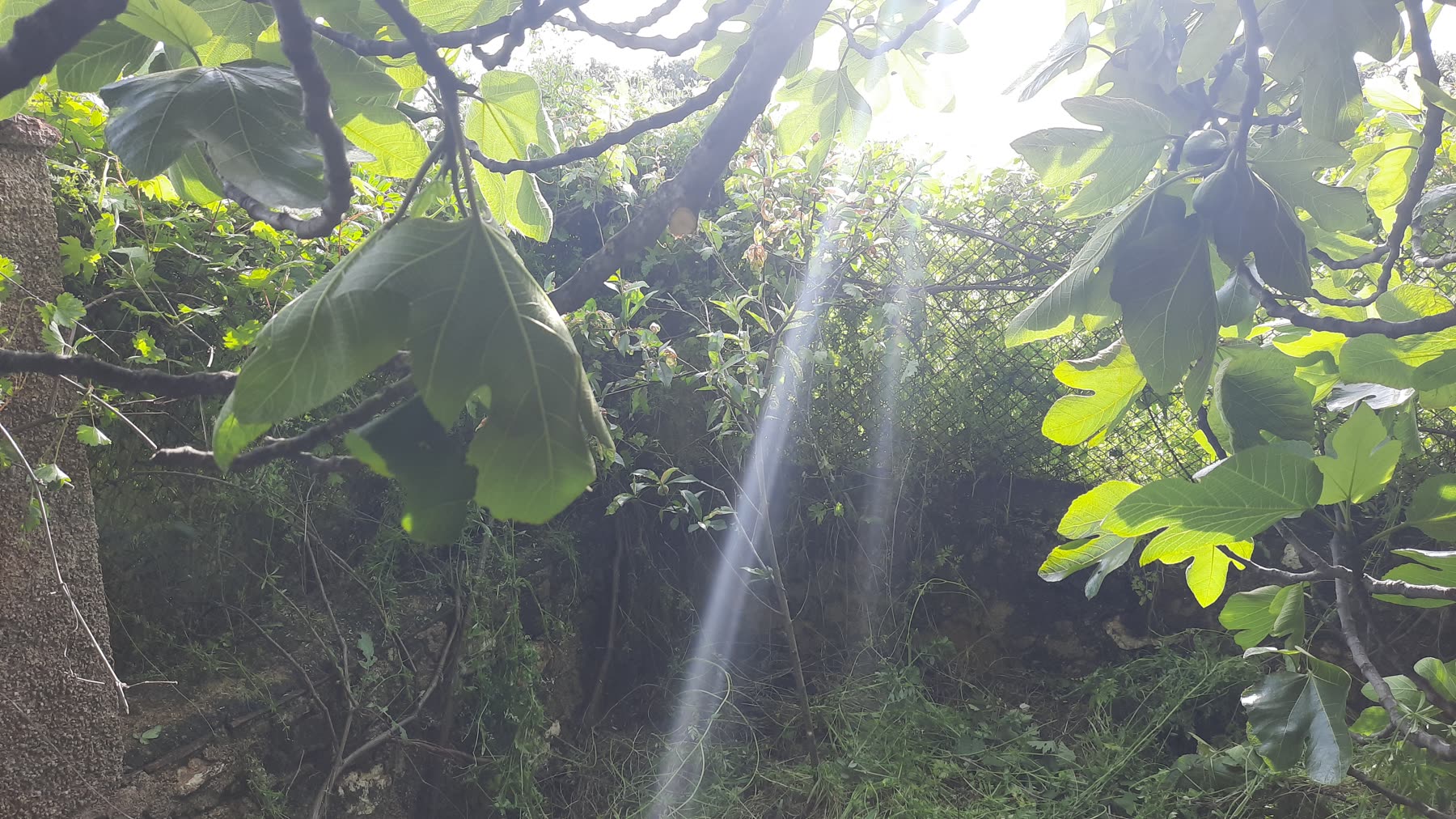Higuera con rayos de luz.